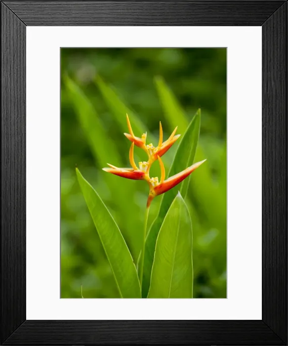 Framed Print : Picture No. 11049931 Framed Print : Picture No. 11049931
