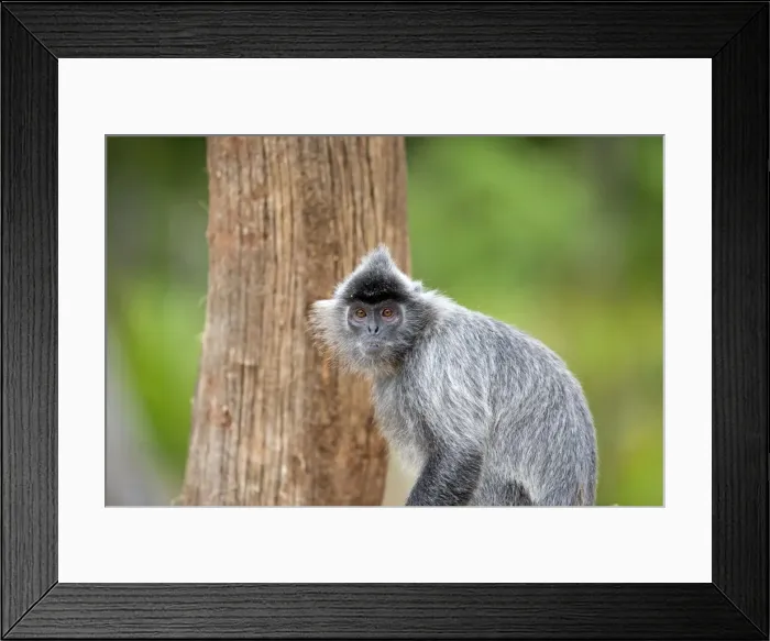 Framed Print : Picture No. 11049932 Framed Print : Picture No. 11049932