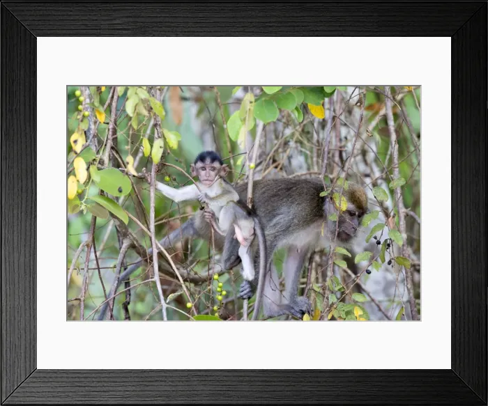 Framed Print : Picture No. 11049933 Framed Print : Picture No. 11049933