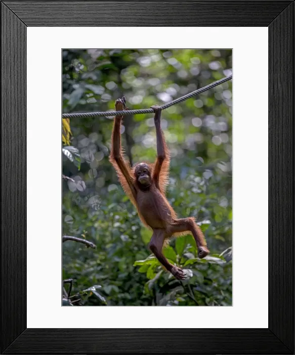 Framed Print : Picture No. 11049934 Framed Print : Picture No. 11049934