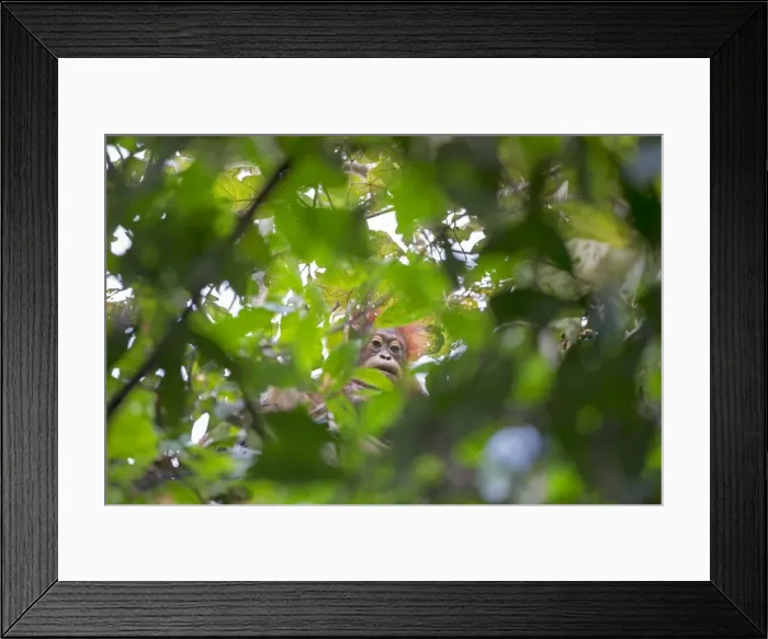 Framed Print : Picture No. 11049935 Framed Print : Picture No. 11049935