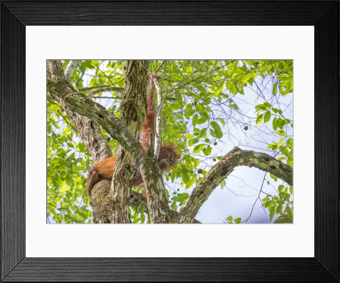 Framed Print : Picture No. 11049936 Framed Print : Picture No. 11049936