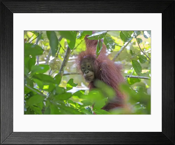 Framed Print : Picture No. 11049937 Framed Print : Picture No. 11049937