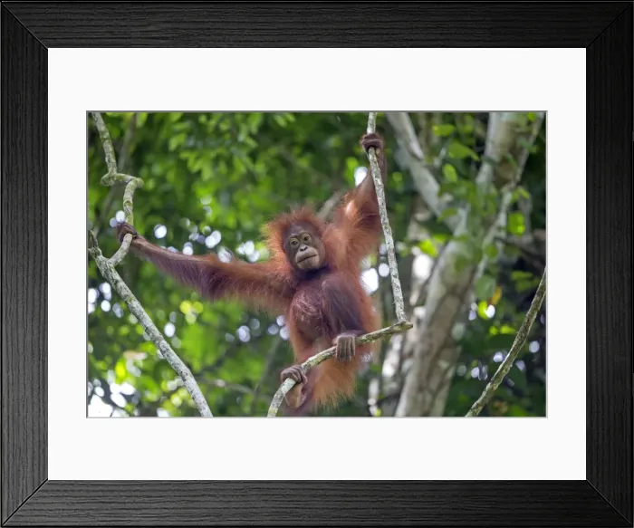 Framed Print : Picture No. 11049938 Framed Print : Picture No. 11049938
