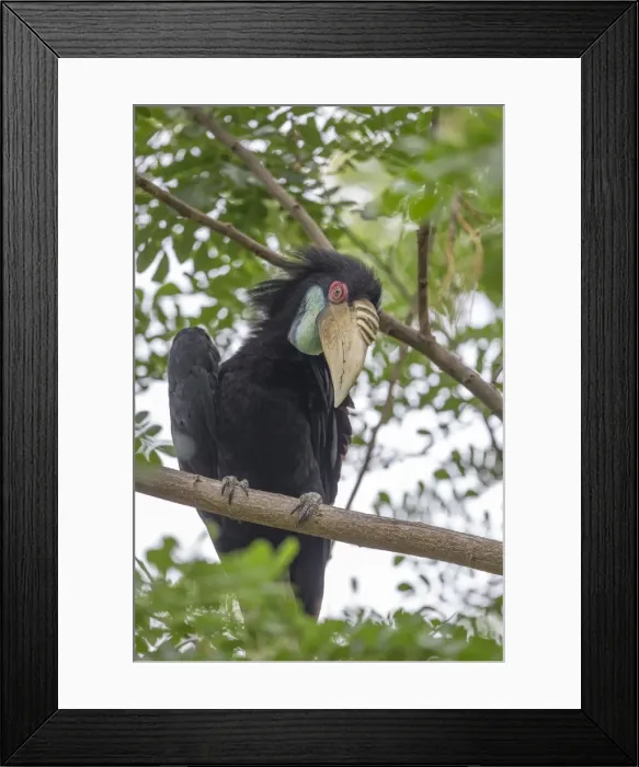 Framed Print : Picture No. 11049942 Framed Print : Picture No. 11049942