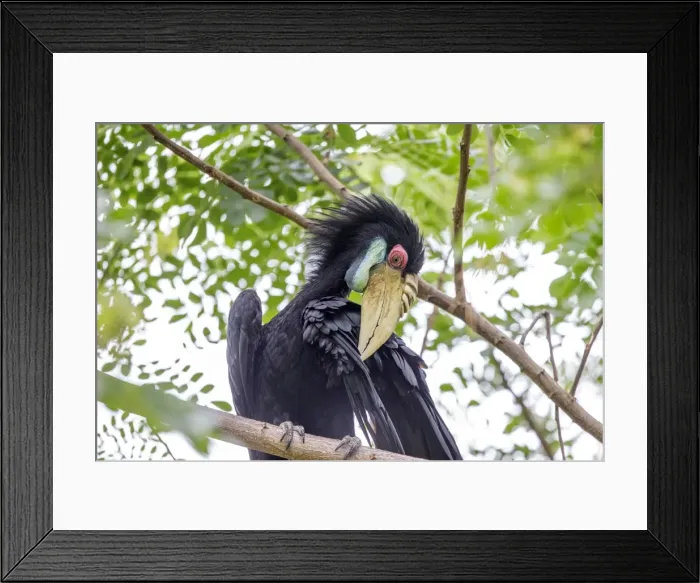 Framed Print : Picture No. 11049943 Framed Print : Picture No. 11049943