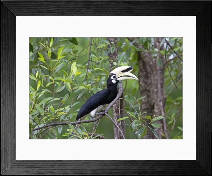 Framed Print : Picture No. 11049944 Framed Print : Picture No. 11049944