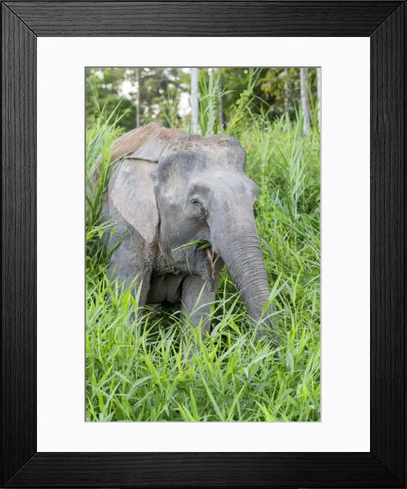 Framed Print : Picture No. 11049947 Framed Print : Picture No. 11049947