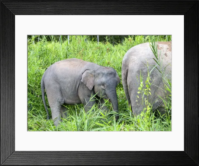Framed Print : Picture No. 11049948 Framed Print : Picture No. 11049948