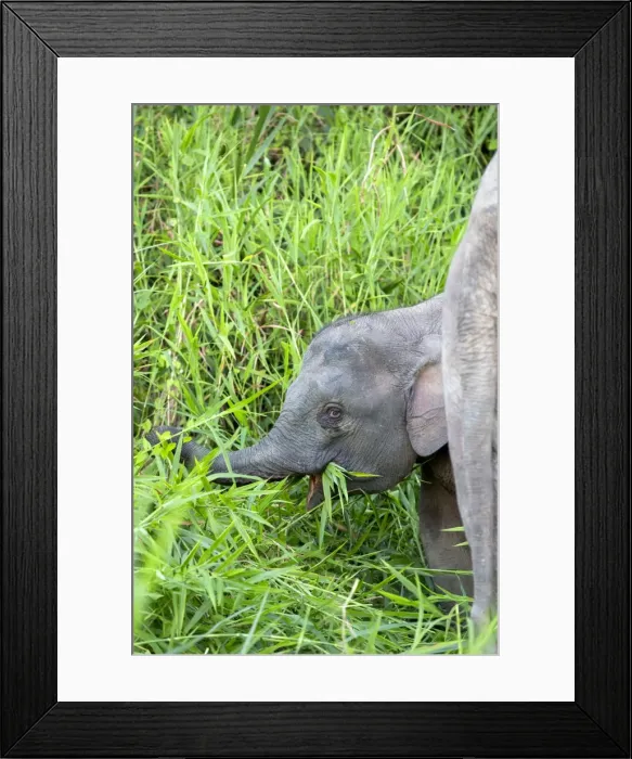 Framed Print : Picture No. 11049949 Framed Print : Picture No. 11049949