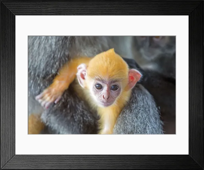 Framed Print : Picture No. 11049951 Framed Print : Picture No. 11049951