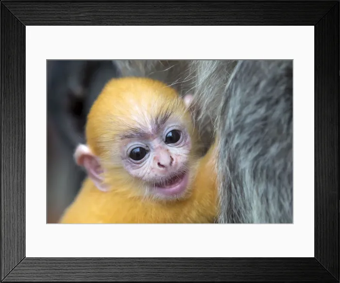 Framed Print : Picture No. 11049952 Framed Print : Picture No. 11049952