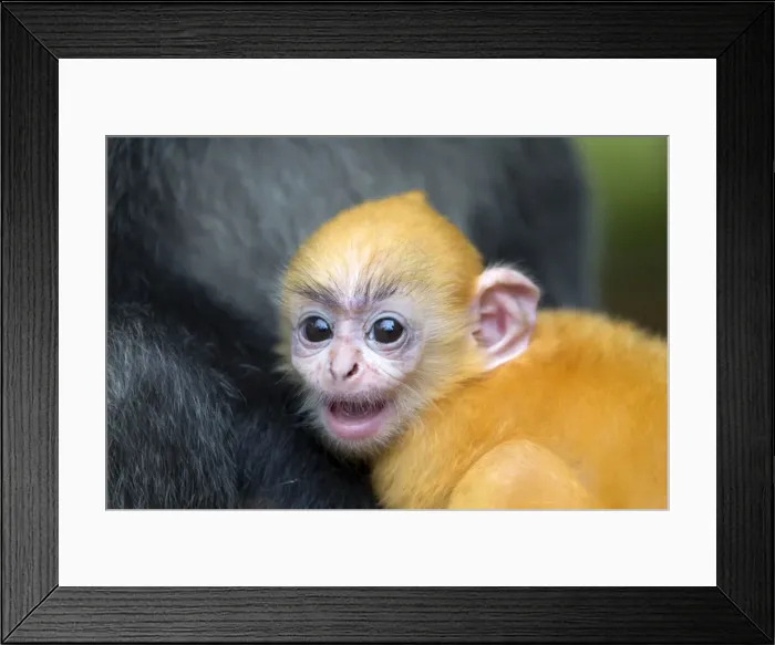 Framed Print : Picture No. 11049953 Framed Print : Picture No. 11049953