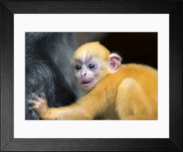 Framed Print : Picture No. 11049954 Framed Print : Picture No. 11049954