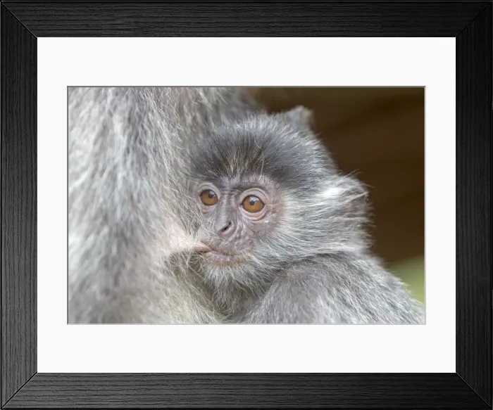 Framed Print : Picture No. 11049955 Framed Print : Picture No. 11049955