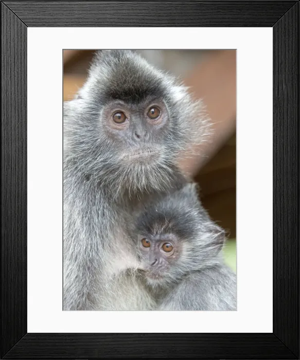 Framed Print : Picture No. 11049956 Framed Print : Picture No. 11049956