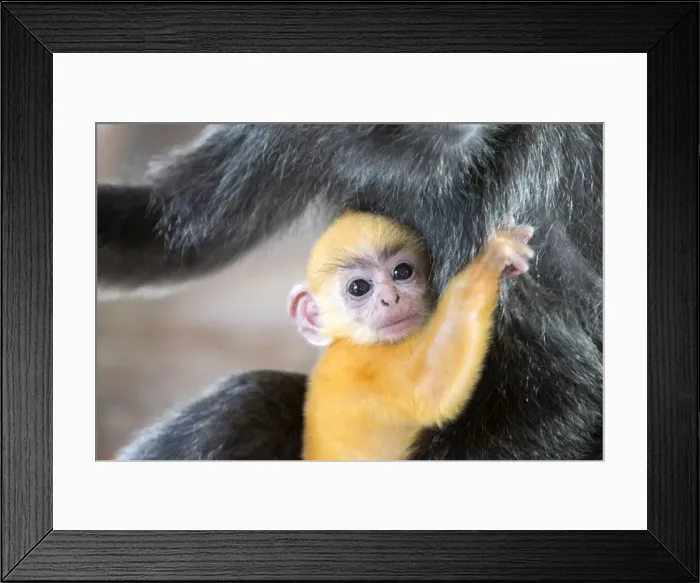 Framed Print : Picture No. 11049957 Framed Print : Picture No. 11049957