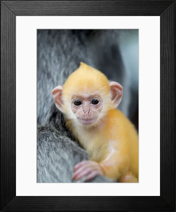 Framed Print : Picture No. 11049958 Framed Print : Picture No. 11049958