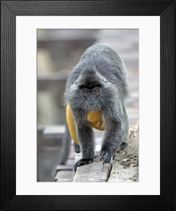 Framed Print : Picture No. 11049959 Framed Print : Picture No. 11049959