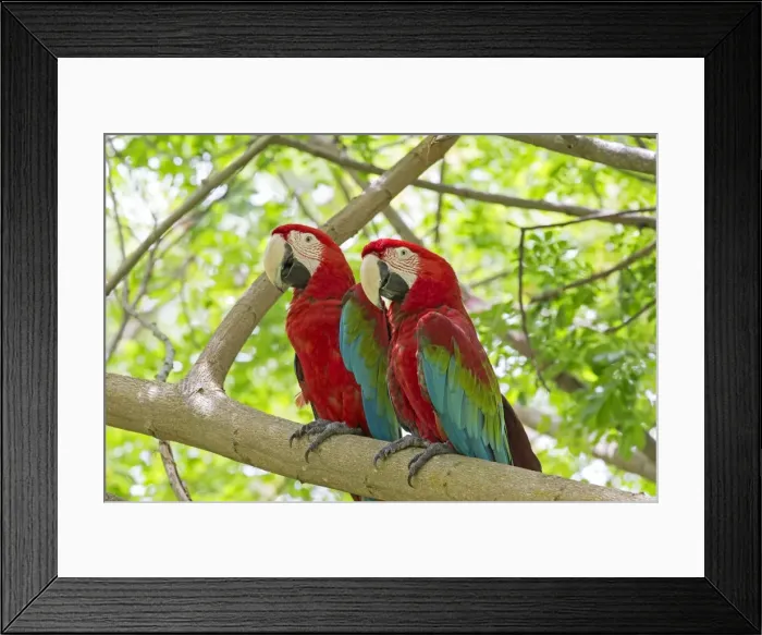 Framed Print : Picture No. 11049960 Framed Print : Picture No. 11049960