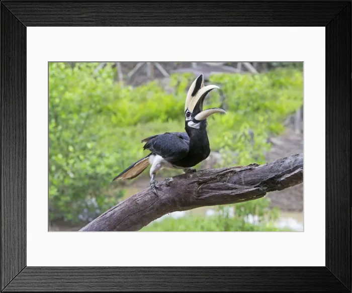 Framed Print : Picture No. 11049961 Framed Print : Picture No. 11049961
