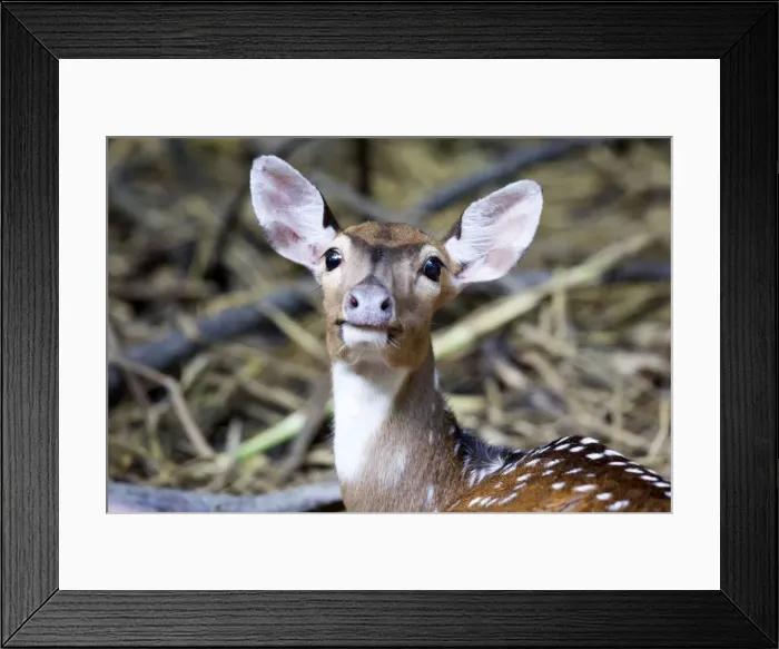 Framed Print : Picture No. 11049962 Framed Print : Picture No. 11049962