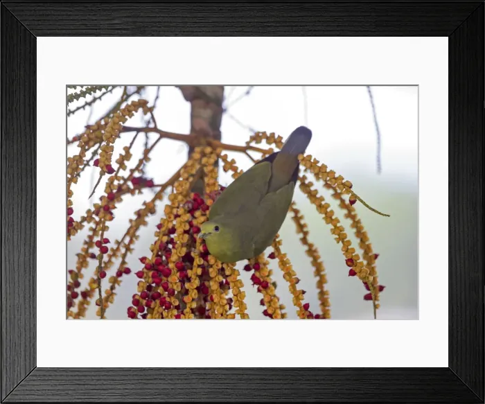 Framed Print : Picture No. 11049963 Framed Print : Picture No. 11049963