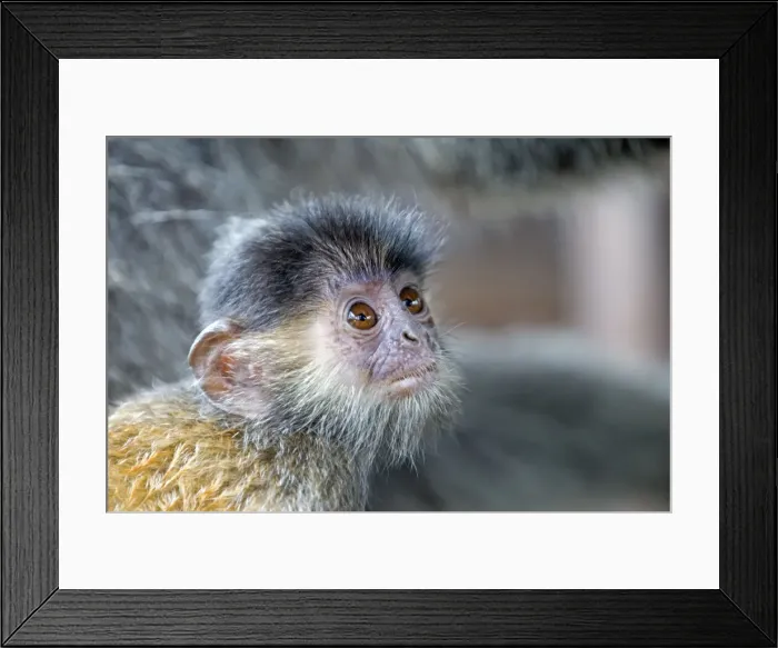 Framed Print : Picture No. 11049964 Framed Print : Picture No. 11049964