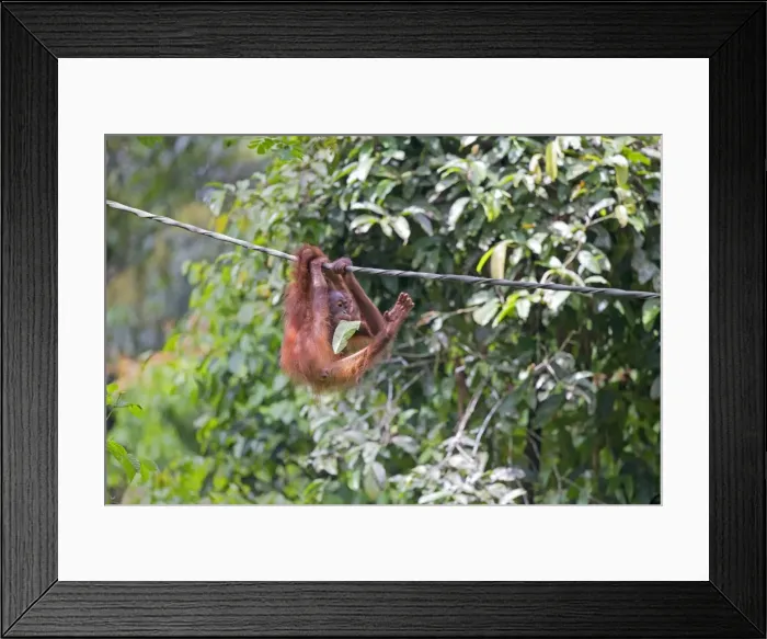 Framed Print : Picture No. 11050694 Framed Print : Picture No. 11050694