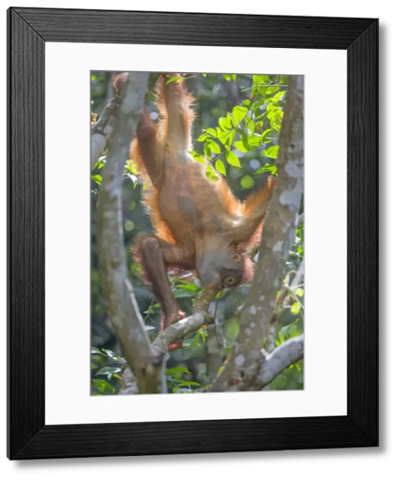 Framed Print : Picture No. 11050695 Framed Print : Picture No. 11050695