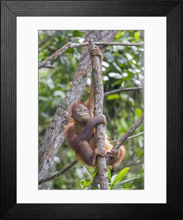 Framed Print : Picture No. 11050696 Framed Print : Picture No. 11050696