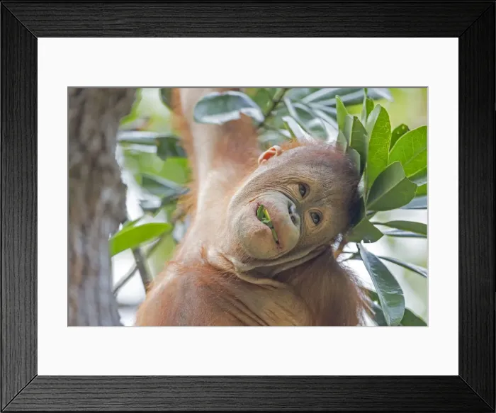 Framed Print : Picture No. 11050698 Framed Print : Picture No. 11050698