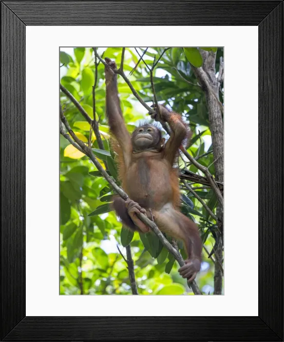 Framed Print : Picture No. 11050697 Framed Print : Picture No. 11050697