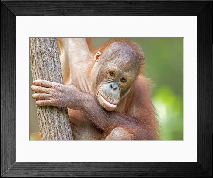 Framed Print : Picture No. 11050699 Framed Print : Picture No. 11050699