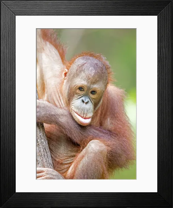 Framed Print : Picture No. 11050700 Framed Print : Picture No. 11050700