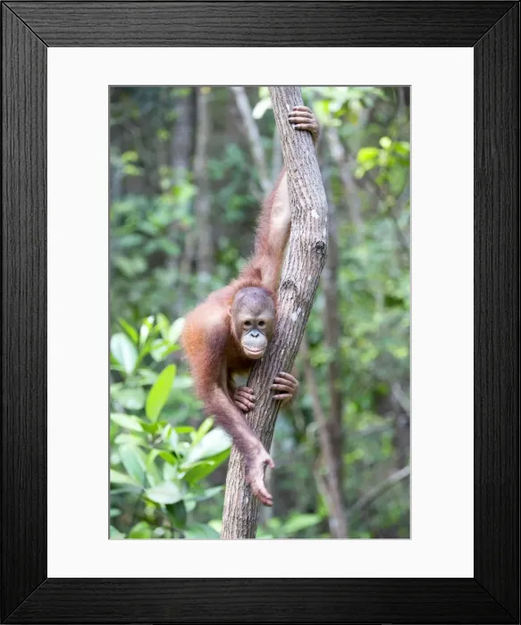 Framed Print : Picture No. 11050701 Framed Print : Picture No. 11050701