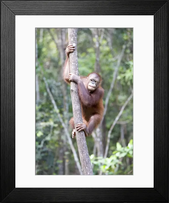 Framed Print : Picture No. 11050702 Framed Print : Picture No. 11050702