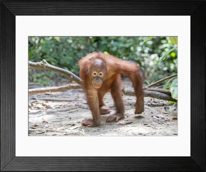 Framed Print : Picture No. 11050704 Framed Print : Picture No. 11050704
