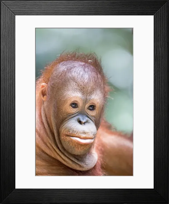 Framed Print : Picture No. 11050703 Framed Print : Picture No. 11050703