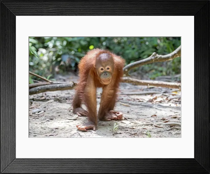 Framed Print : Picture No. 11050705 Framed Print : Picture No. 11050705