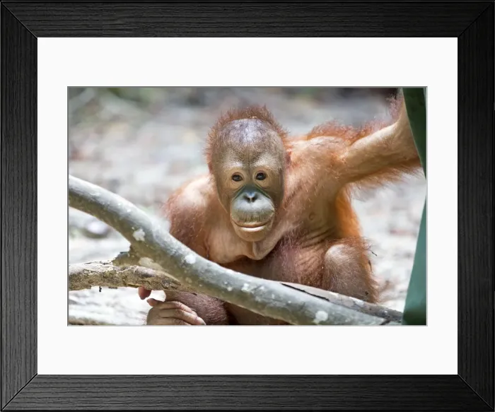 Framed Print : Picture No. 11050706 Framed Print : Picture No. 11050706