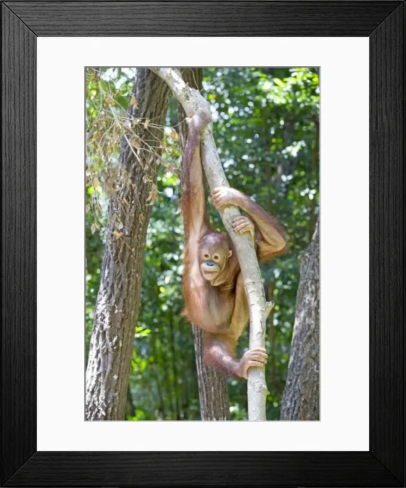 Framed Print : Picture No. 11050707 Framed Print : Picture No. 11050707