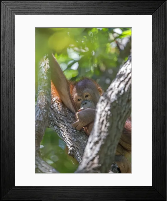 Framed Print : Picture No. 11050708 Framed Print : Picture No. 11050708