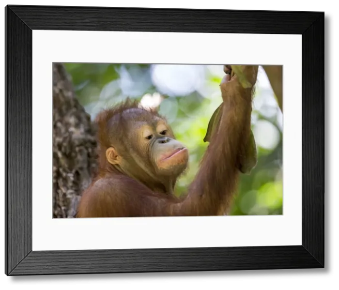 Framed Print : Picture No. 11050709 Framed Print : Picture No. 11050709