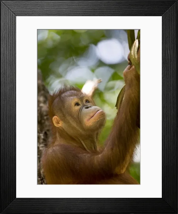 Framed Print : Picture No. 11050710 Framed Print : Picture No. 11050710
