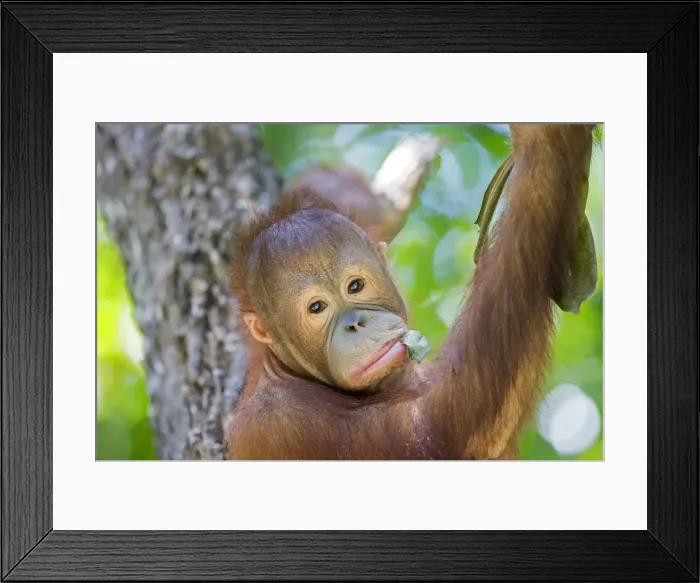 Framed Print : Picture No. 11050711 Framed Print : Picture No. 11050711