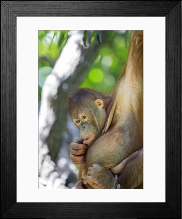 Framed Print : Picture No. 11050712 Framed Print : Picture No. 11050712