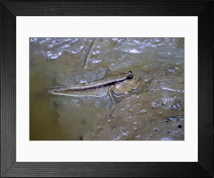 Framed Print : Picture No. 11050713 Framed Print : Picture No. 11050713