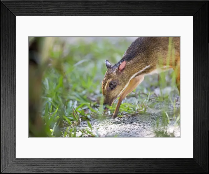Framed Print : Picture No. 11050714 Framed Print : Picture No. 11050714