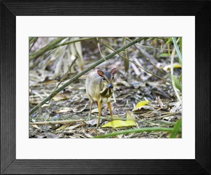 Framed Print : Picture No. 11050715 Framed Print : Picture No. 11050715